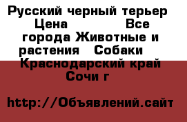 Русский черный терьер › Цена ­ 35 000 - Все города Животные и растения » Собаки   . Краснодарский край,Сочи г.